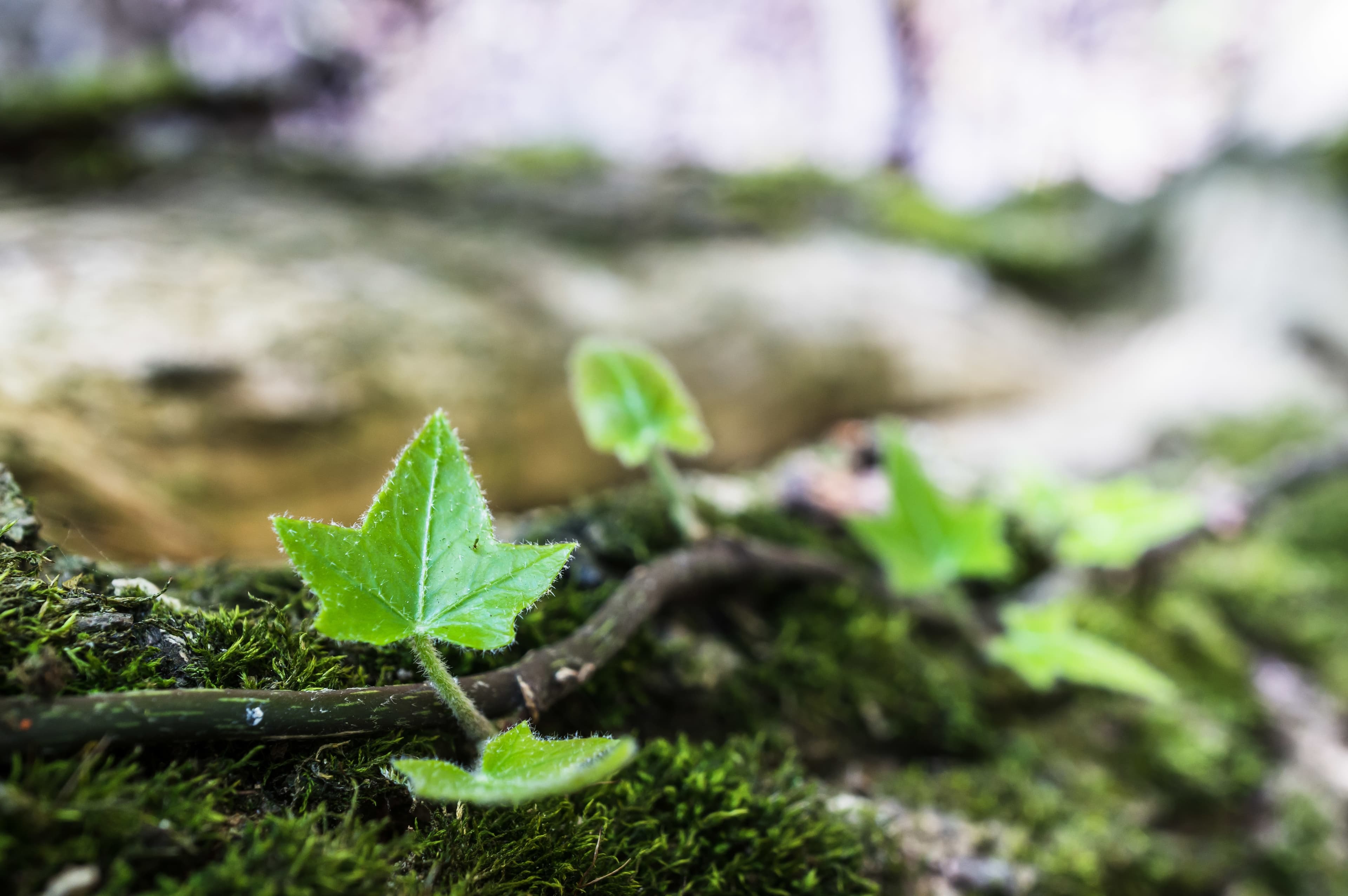 Biodegradation in nature